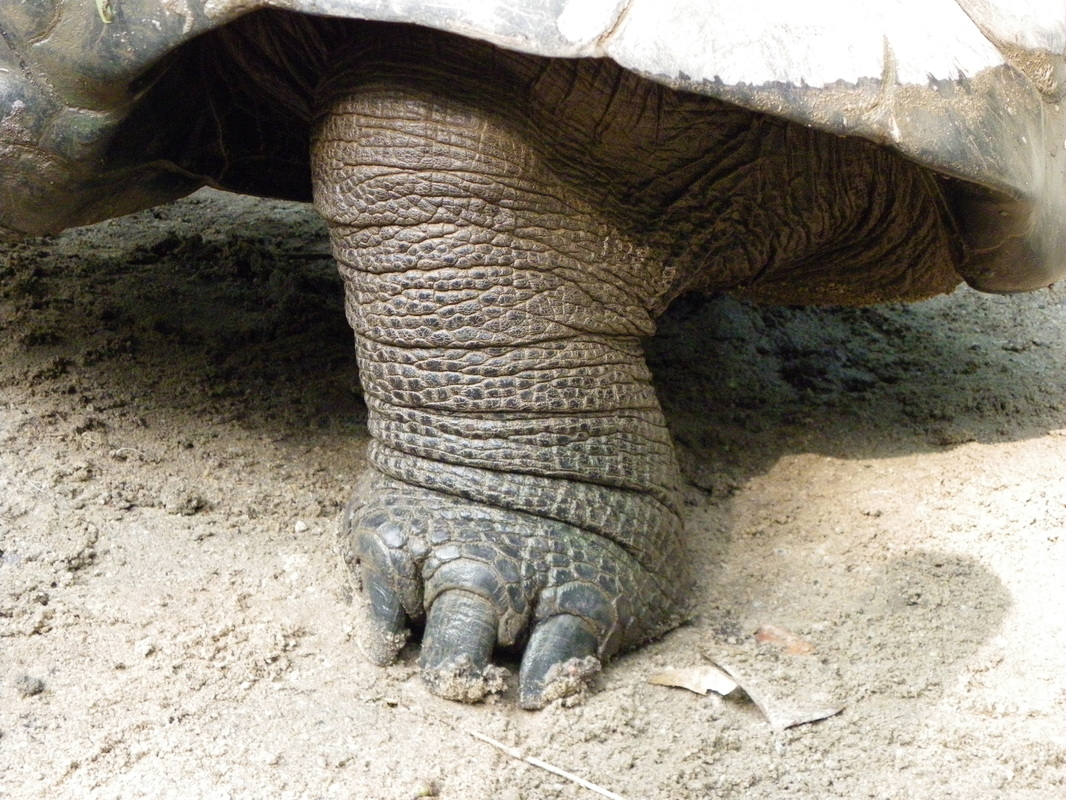 Aldabra Giant Tortoise Singapore Zoo