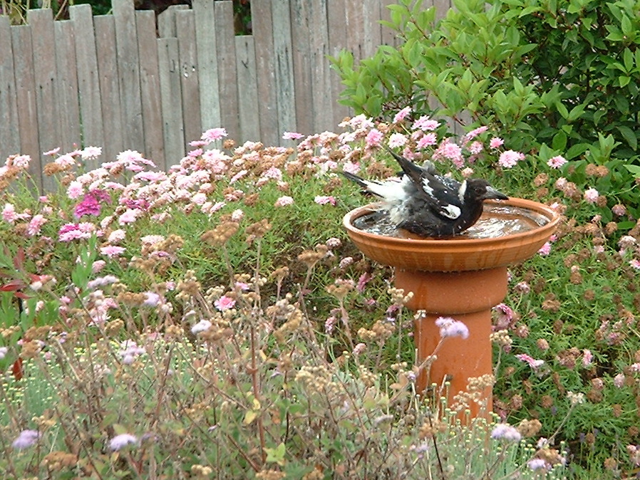 Magpie bird bathing garden western australia 