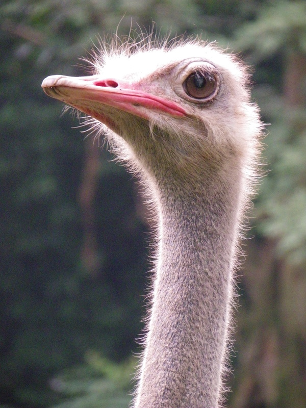 Ostrich Singapore Zoo