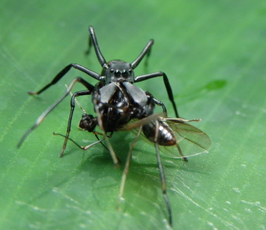 spider captured a fly singapore botanical gardens 