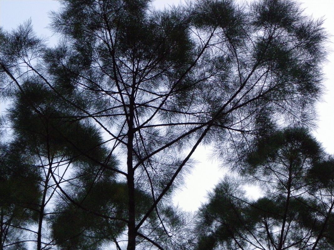 Tree Canopy Singapore Botanical Gardens