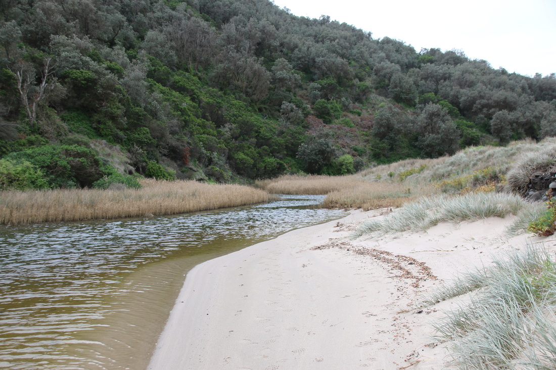 Bushrangers Bay Walk, Mornington Peninsula National Park, Victoria, Australia. Main Creek. 