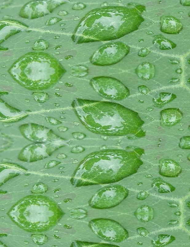 free print your own scrapbooking papers water droplet on leaf