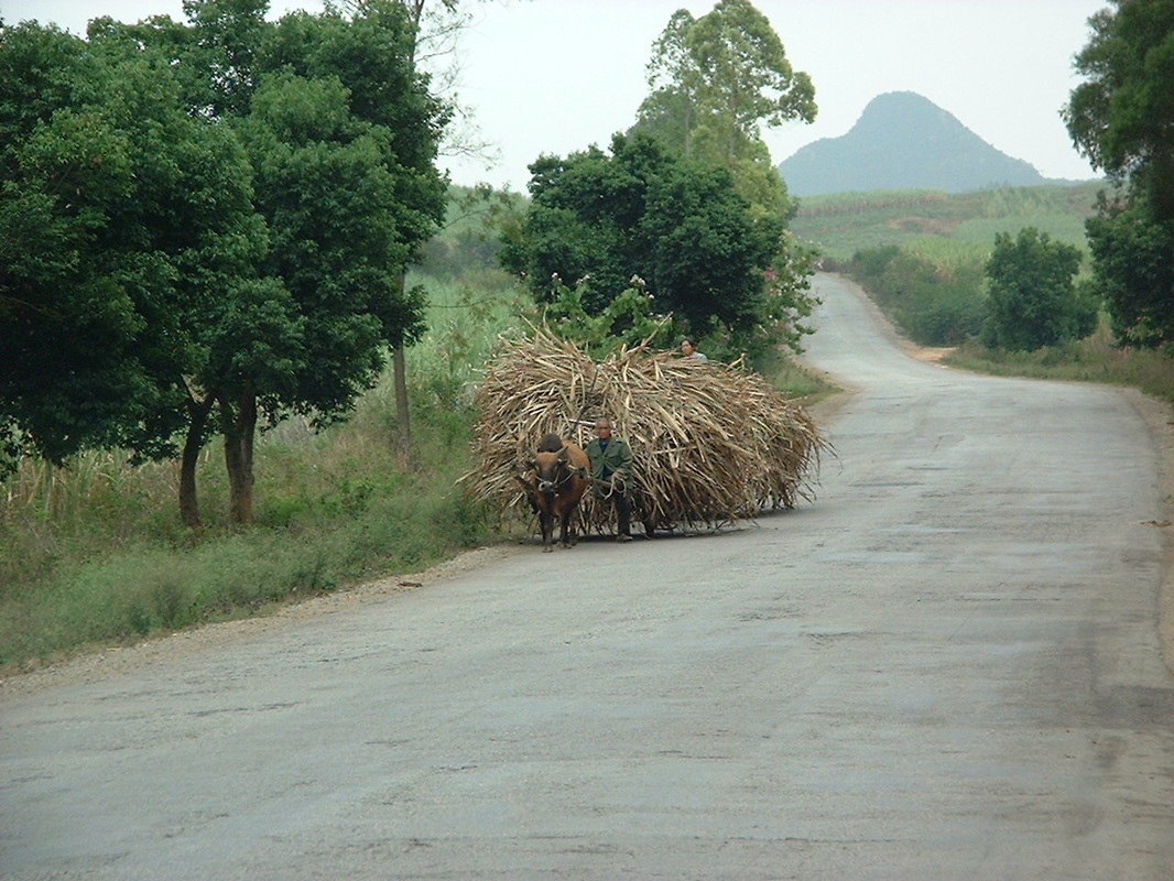 Rural China. Cart pulled by buffalo. Crop. Farming.