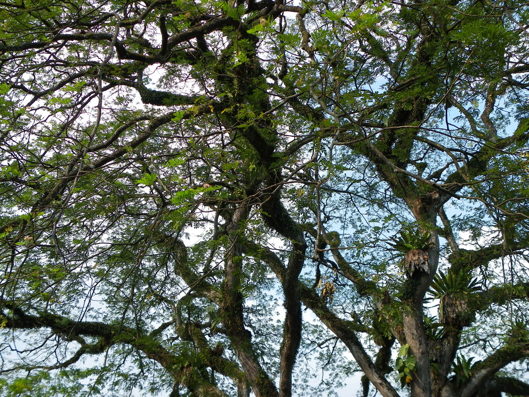Tree tops branches singapore botanical gardens