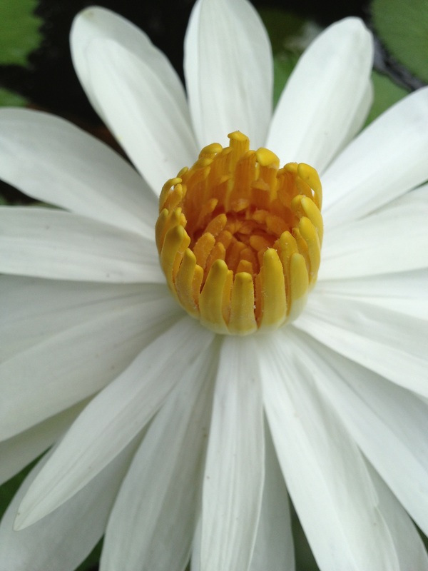 White Lilly Flower singapore botanical gardens