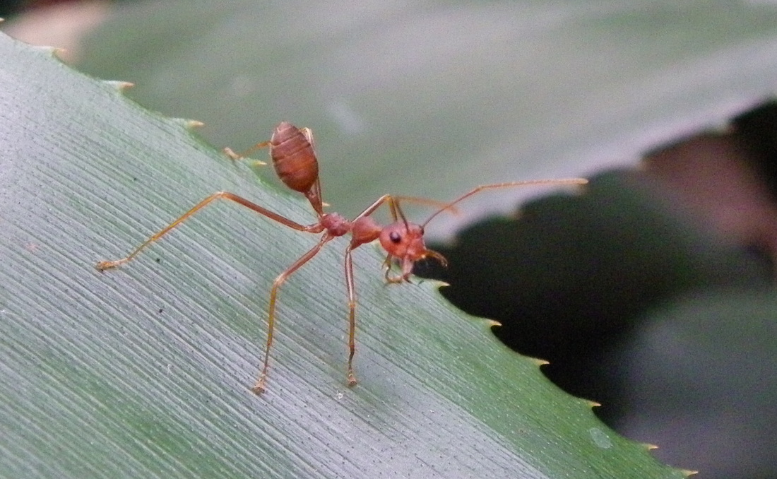 Ant on cactus singapore botanical gardens
