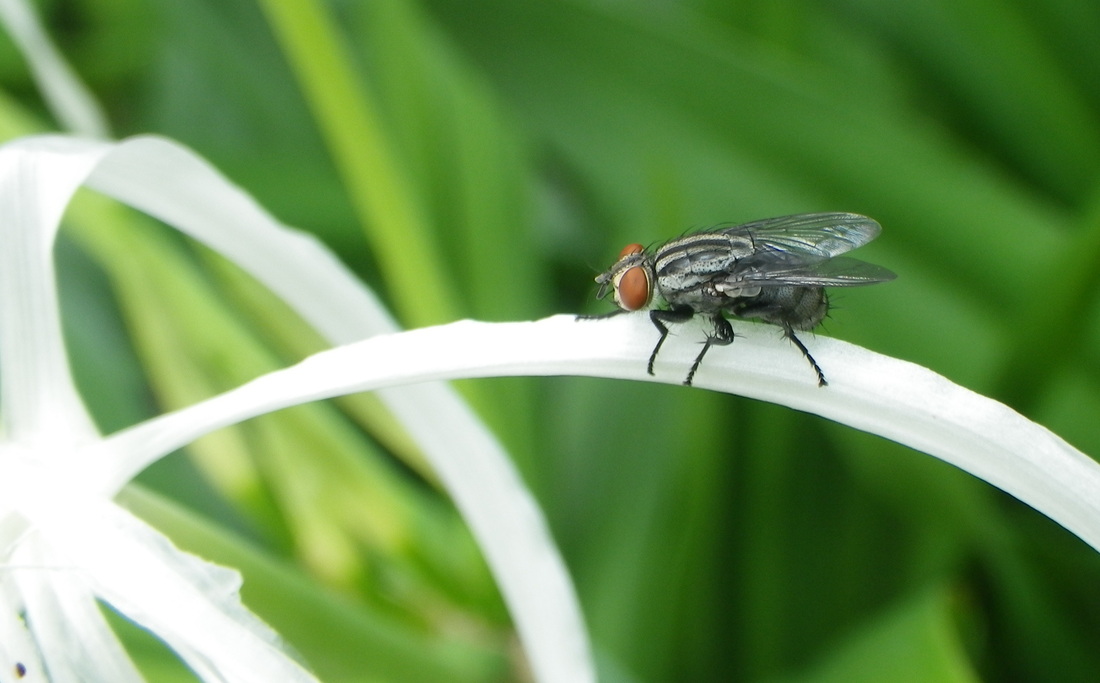 Fly on leaf singapore botanical Gardens