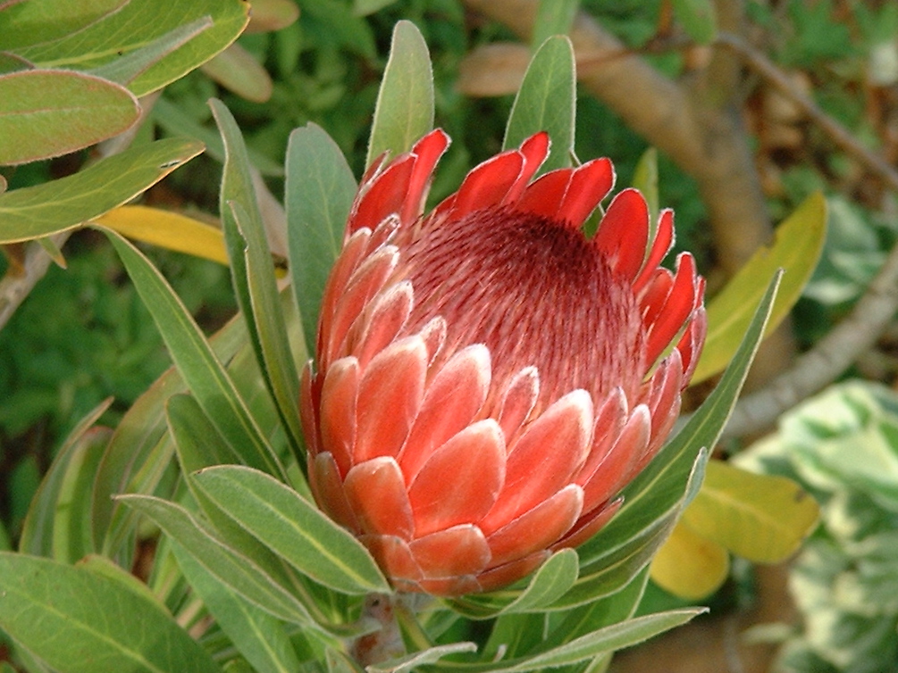 pink protea flower western australia 