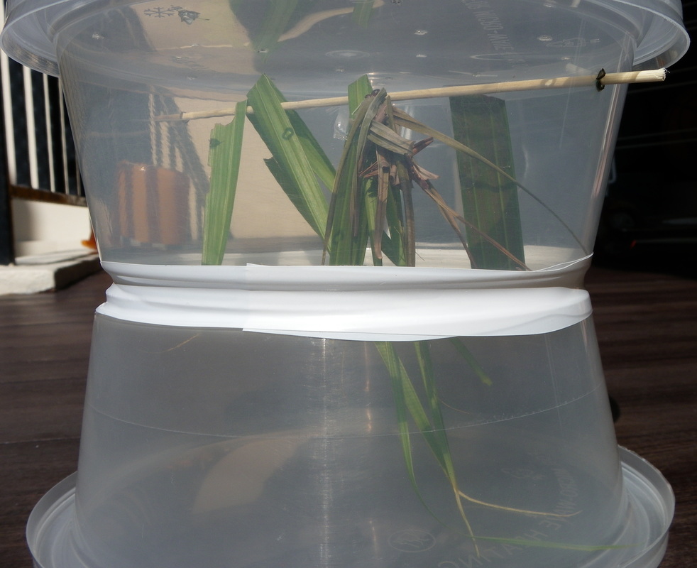 free instructions how to make an insect bug keeper from recycled containers