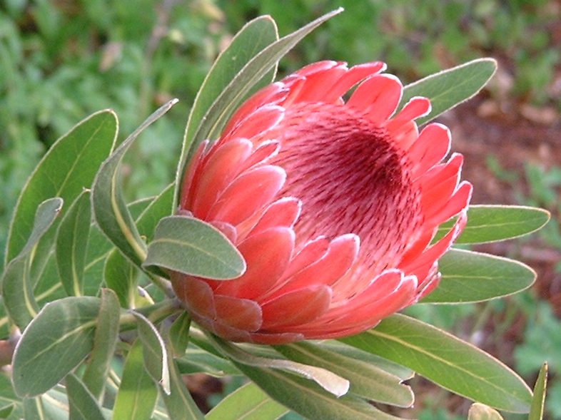 pink protea flower western australia