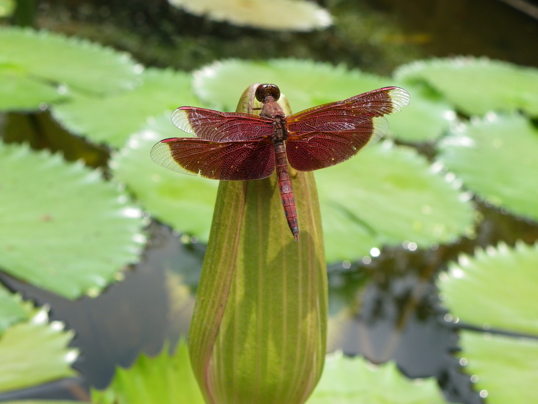 Dragonfly - Maroon Darter, Neurothemis Fluctuans, Singapore Botanical Gardens