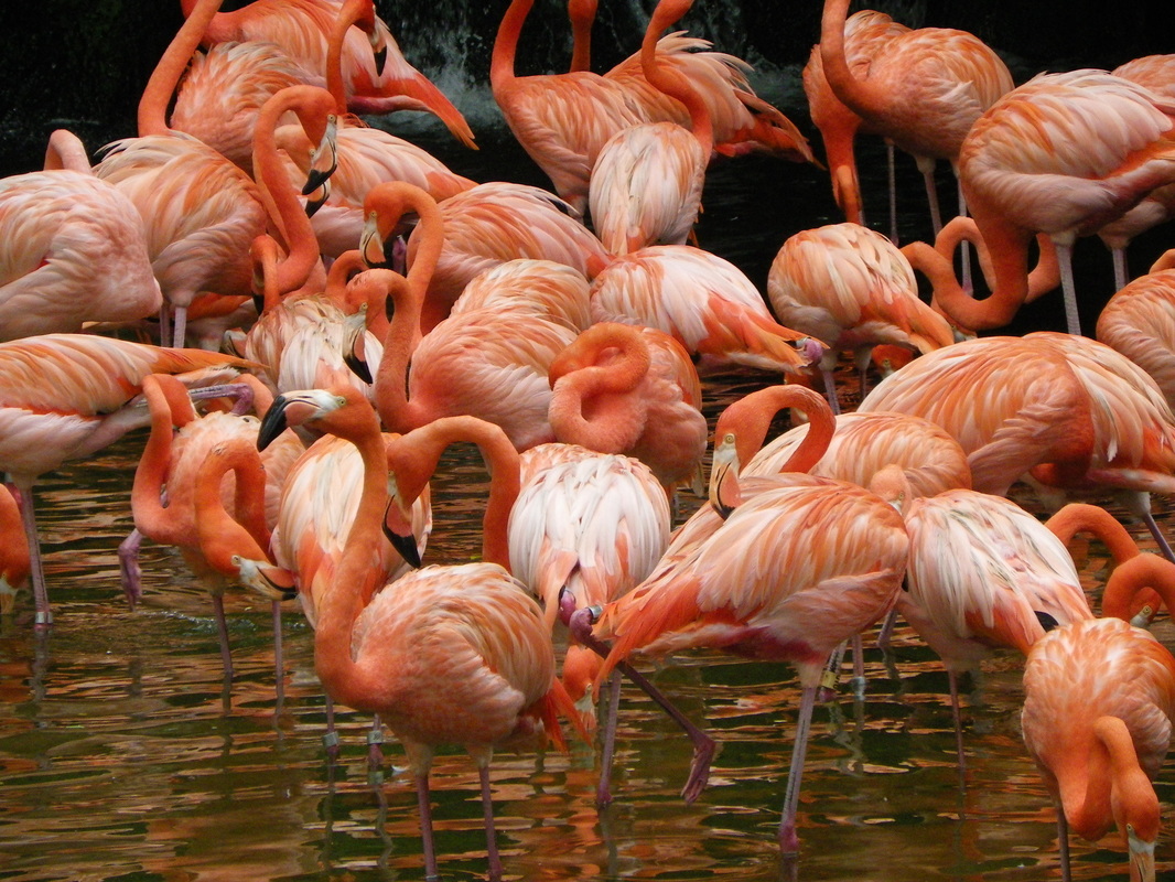 Flamingoes, Jurong Bird Park, Singapore
