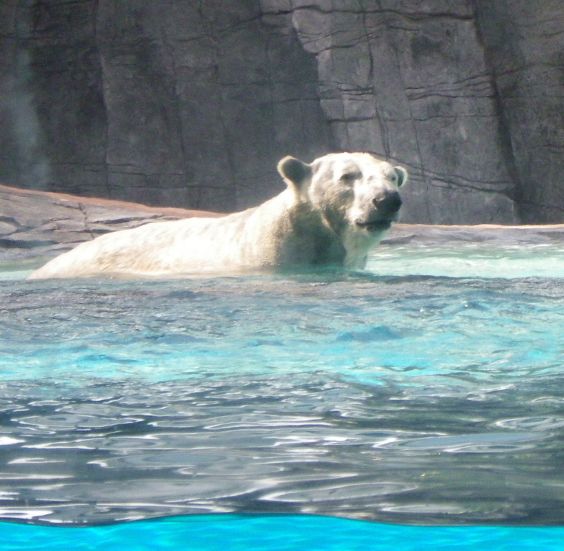 Inuka Polar Bear Singapore Zoo at the Frozen Tundra exhibit