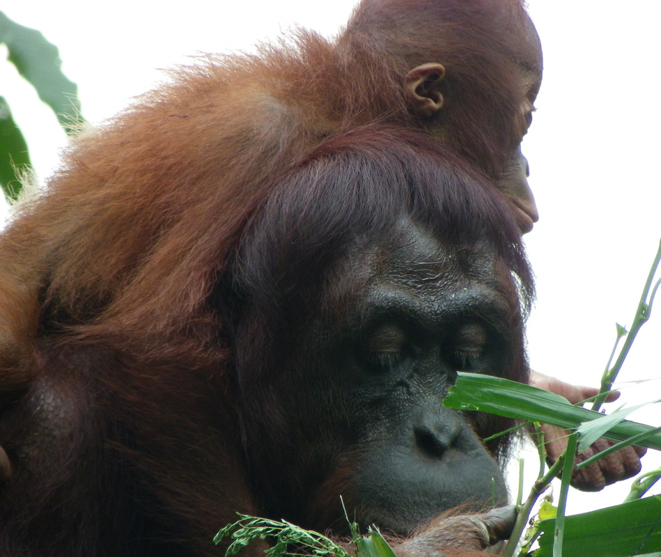 Orangutan Singapore Zoo Baby Infant