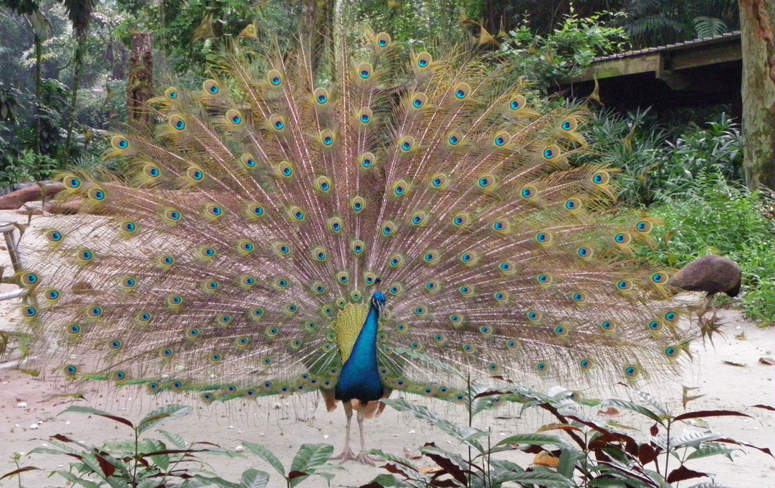male peacock bird singapore zoo