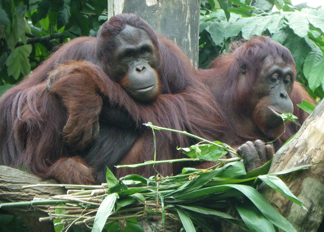 orangutan Singapore Zoo