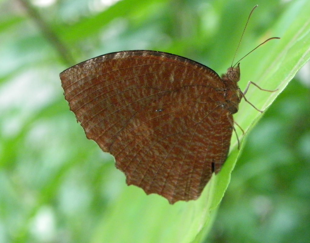 Common Palmfly Butterfly -  Elymnias hypermnestra singapore botanical gardens 