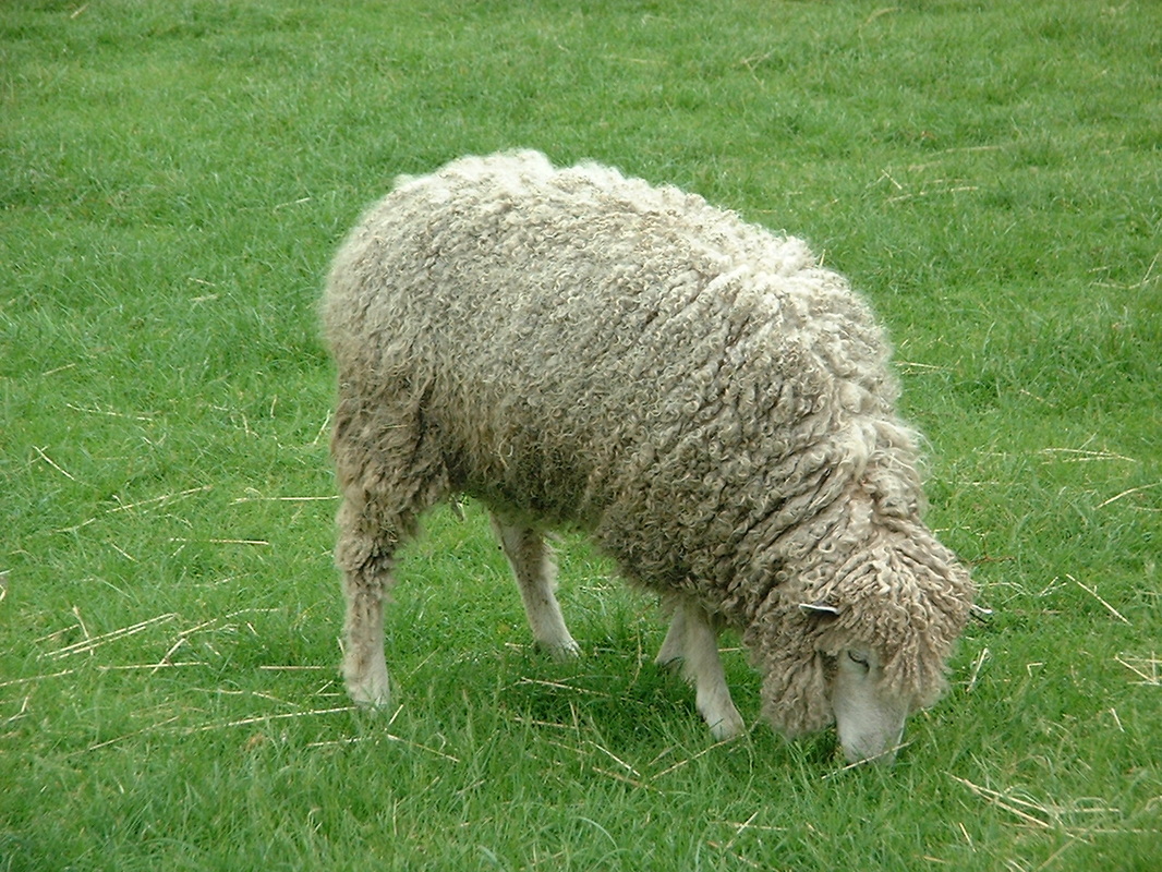 Sheep, Collingwood Animal Farm, Australia