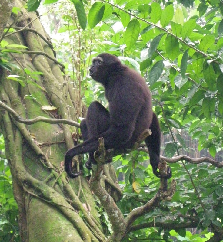 Agile Gibbon Singapore Zoo