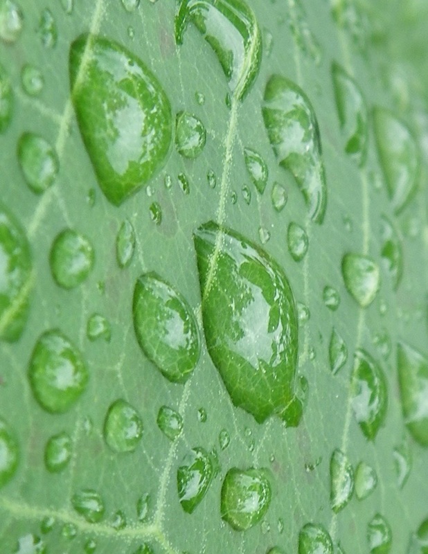 free print your own scrapbooking papers water droplets on leaf