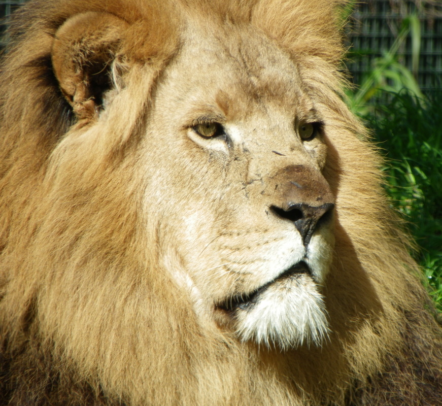 Male lion Perth Zoo Western Australia