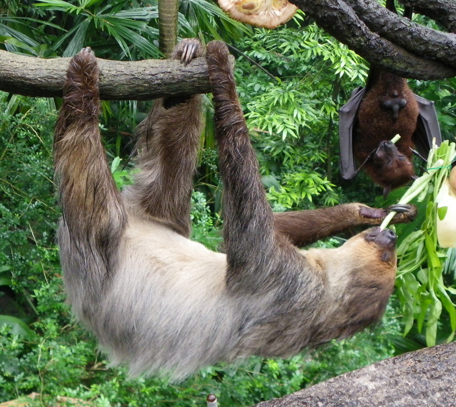 Two-toed Sloth Singapore Zoo
