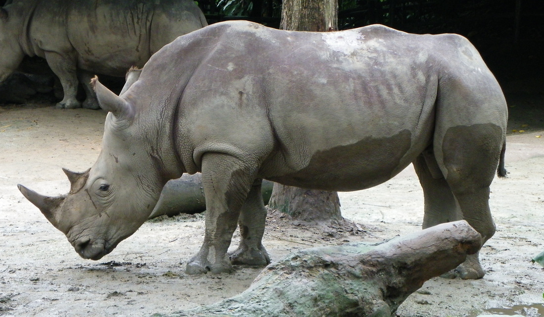 White Rhinoceros singapore zoo