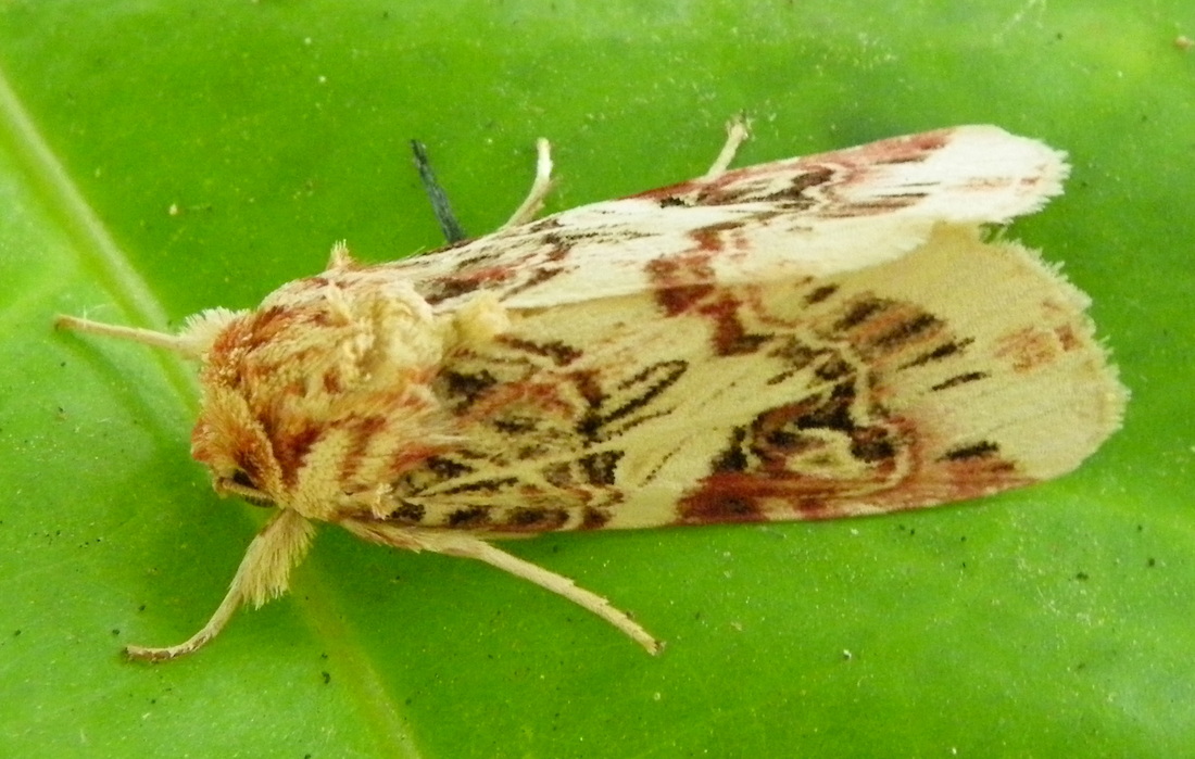 Moth, Johor, Malaysia