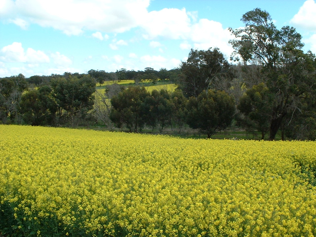 Canola Crop Flowering Western Australia