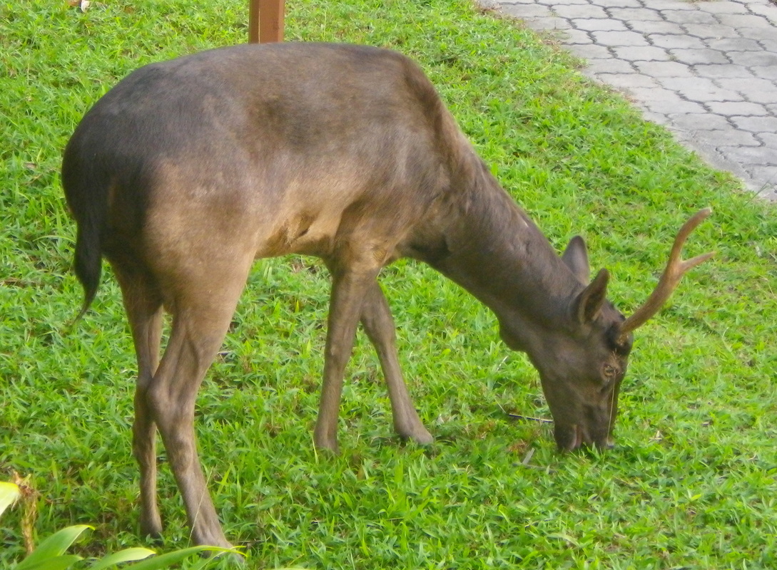Deer, Sibu Island, Malaysia