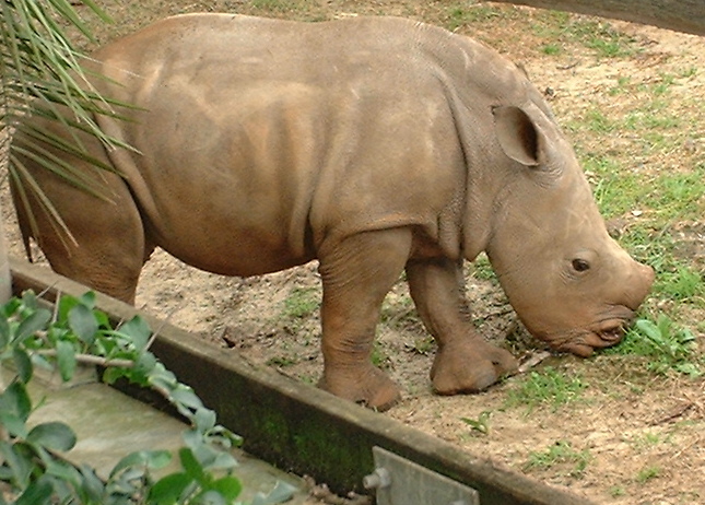 Rhinoceros Calf, Perth Zoo, Western Australia