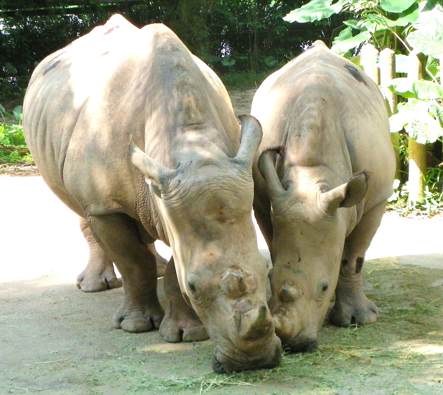White Rhinoceros with calf singapore zoo