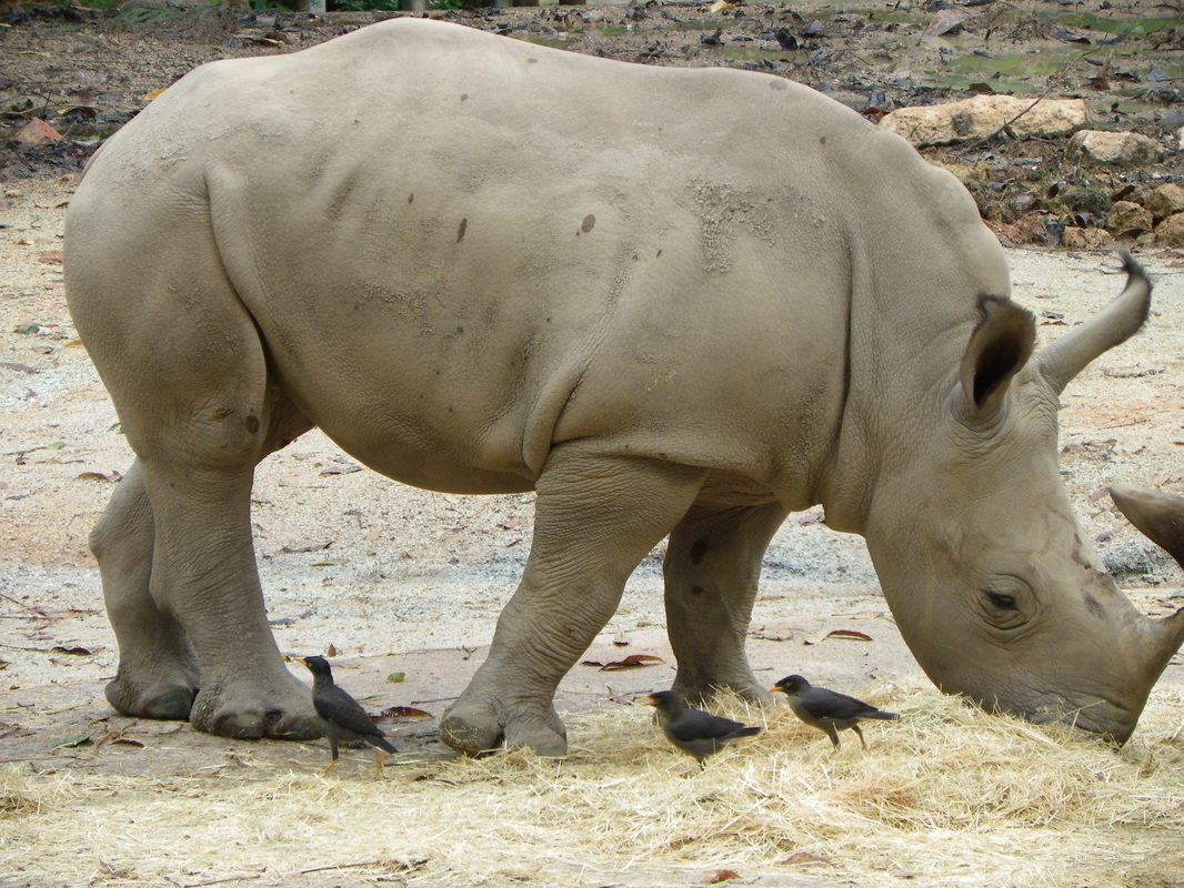 White Rhinoceros with calf singapore zoo