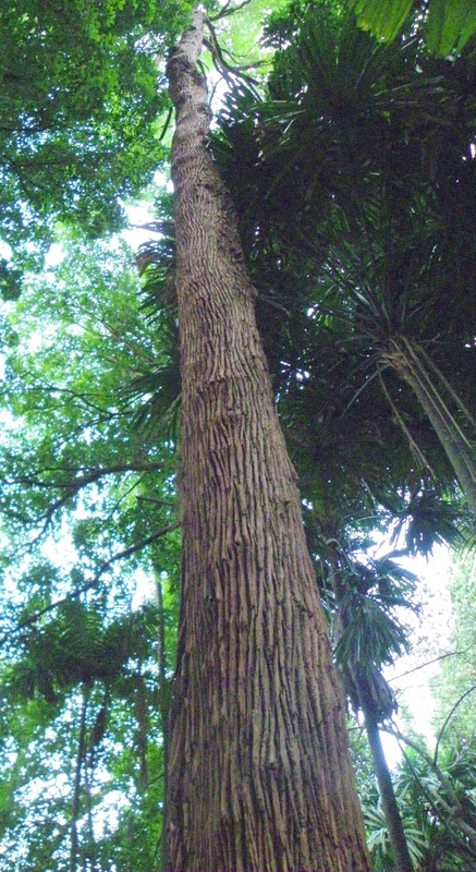 Tembusu Tree - Fegraea fragrans singapore botanical gardens