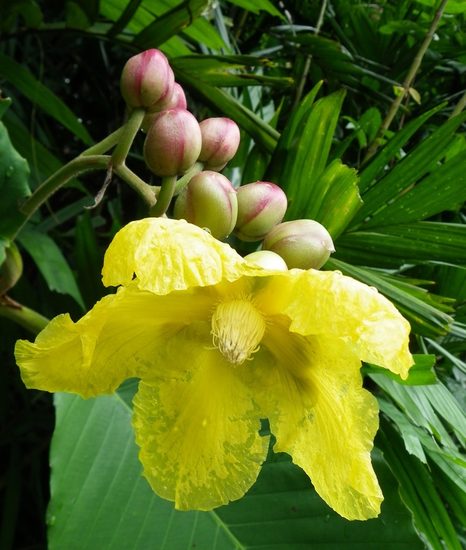 Yellow Flower singapore botanical gardens