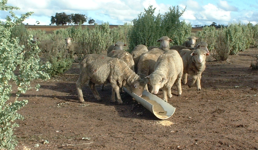 sheep grain feeding farm 