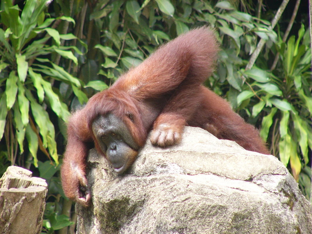 Orangutan Singapore Zoo