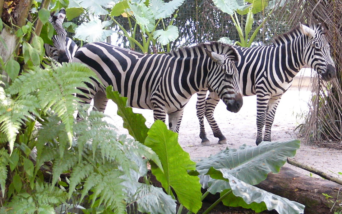 zebras singapore zoo