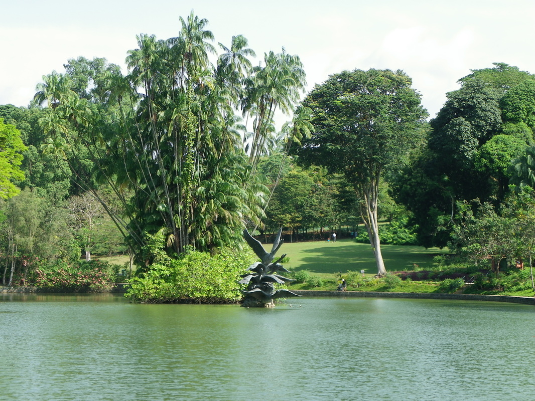 Swan Lake Singapore Botanical Gardens