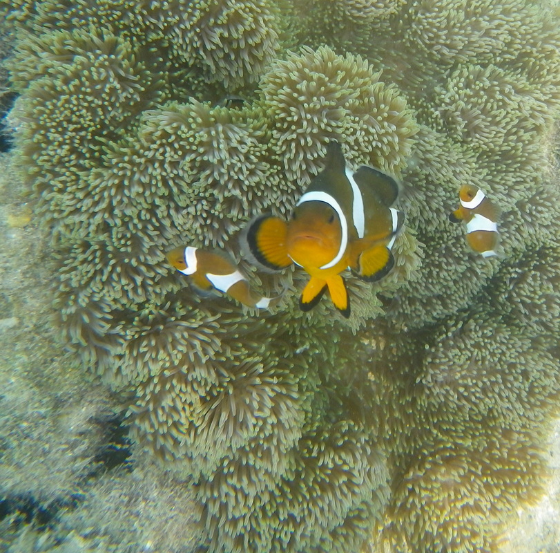 Clown Fish, Sibu Island, Malaysia