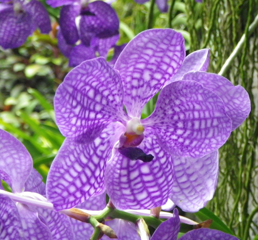 Orchid Flower Singapore Botanical Gardens