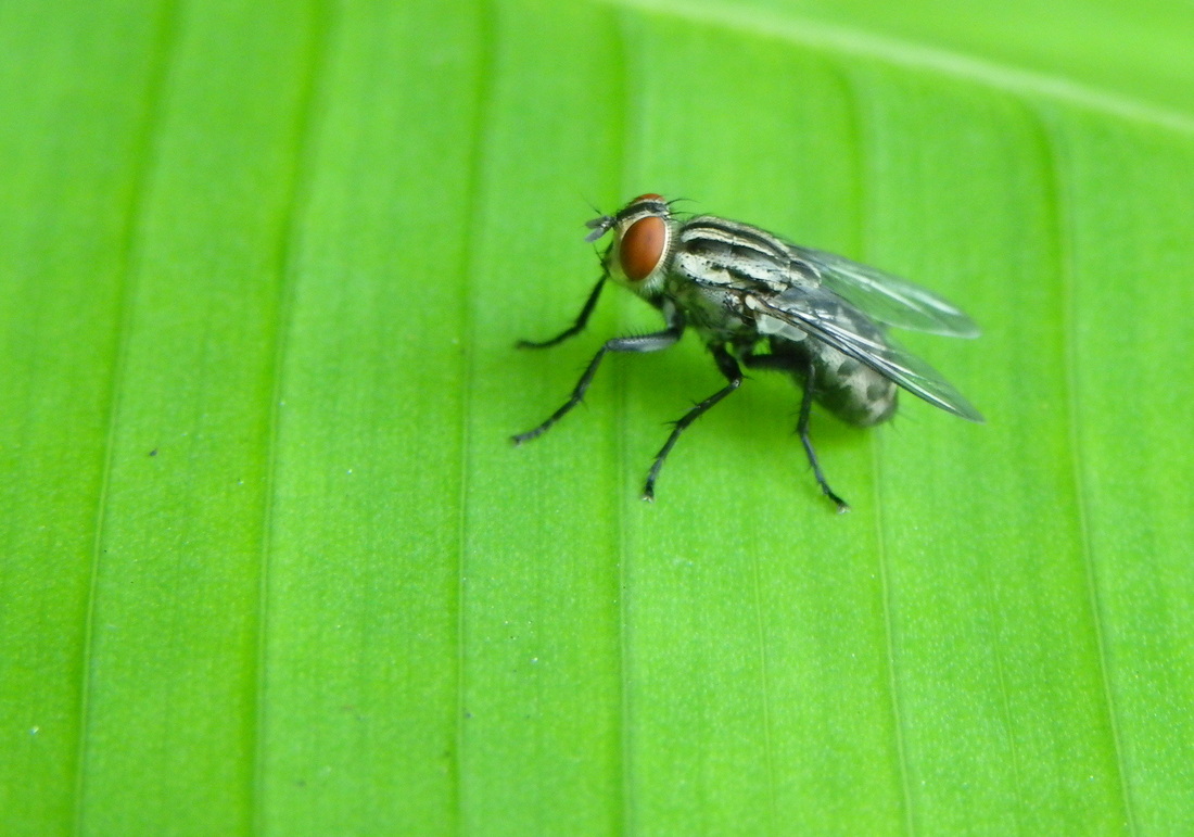 Fly on leaf singapore botanical gardens