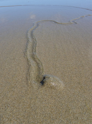 Sea snail Trail, Norman Bay, Wilsons Promontory National Park, Victoria, Australia
