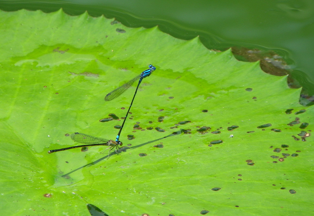 Damselfly - Common Blue Sprite, Pseudagrion Microcephalum singapore botanical gardens