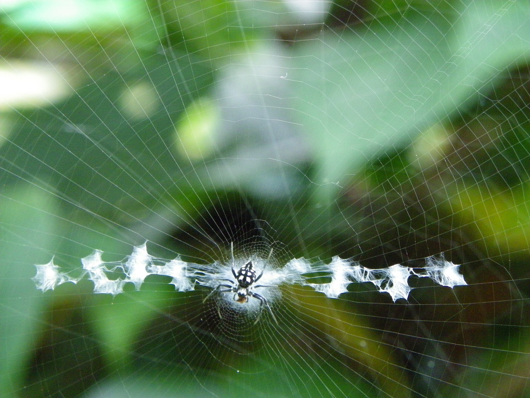 Spider on web singapore botanical gardens