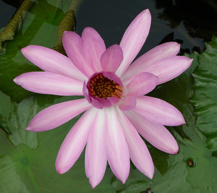 Pink Water Lily Flower  