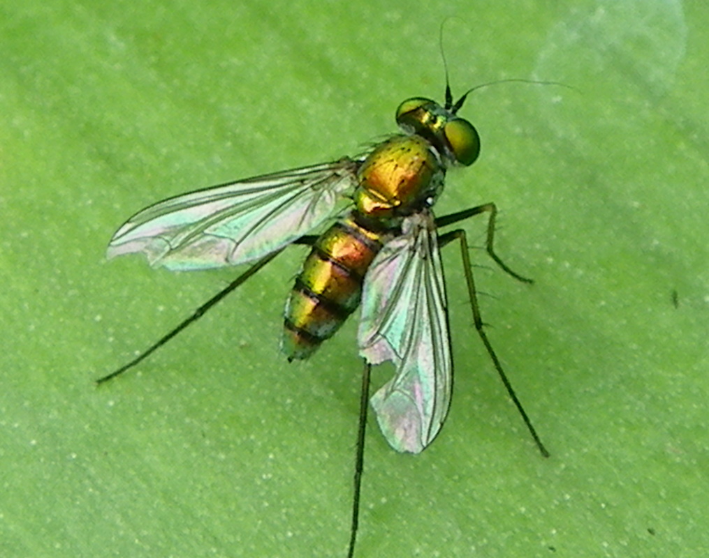 Fly on leaf, Malaysia