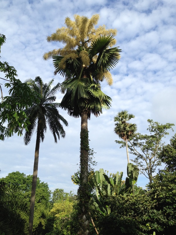 Talibot Palm - Corypha umbraculifera singapore botanical gardens