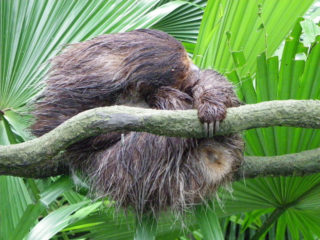 Two-toed Sloth Singapore Zoo